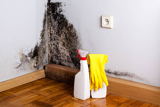 Professional Mold Removal in Decatur, AL